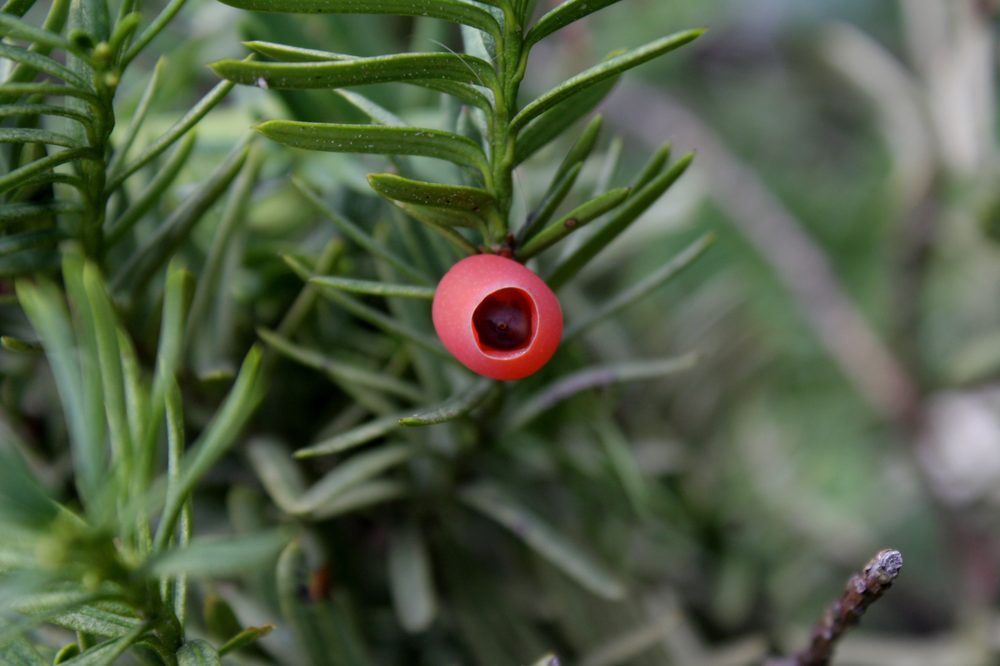 Yew