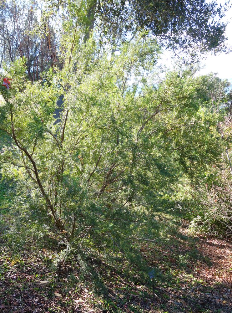 Sumatran Yew