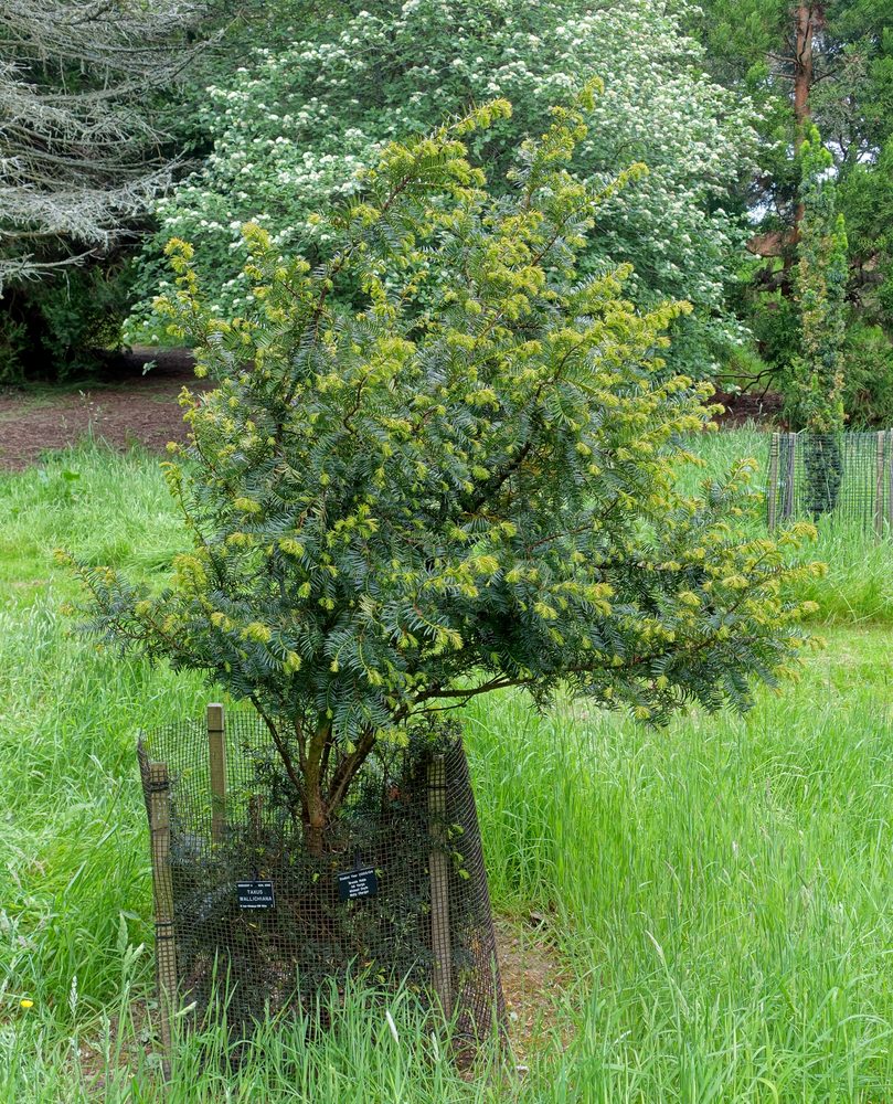 Himalayan Yew