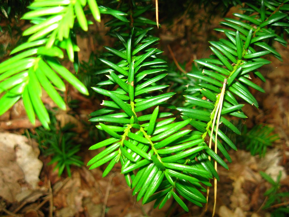 Taxus x media cv. hicksii