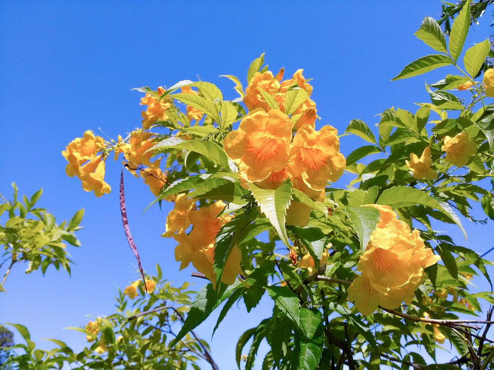 Yellow Elder
