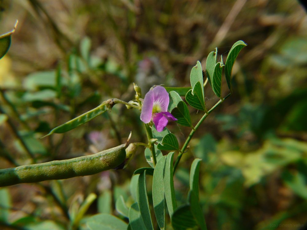 Purple Tephrosia