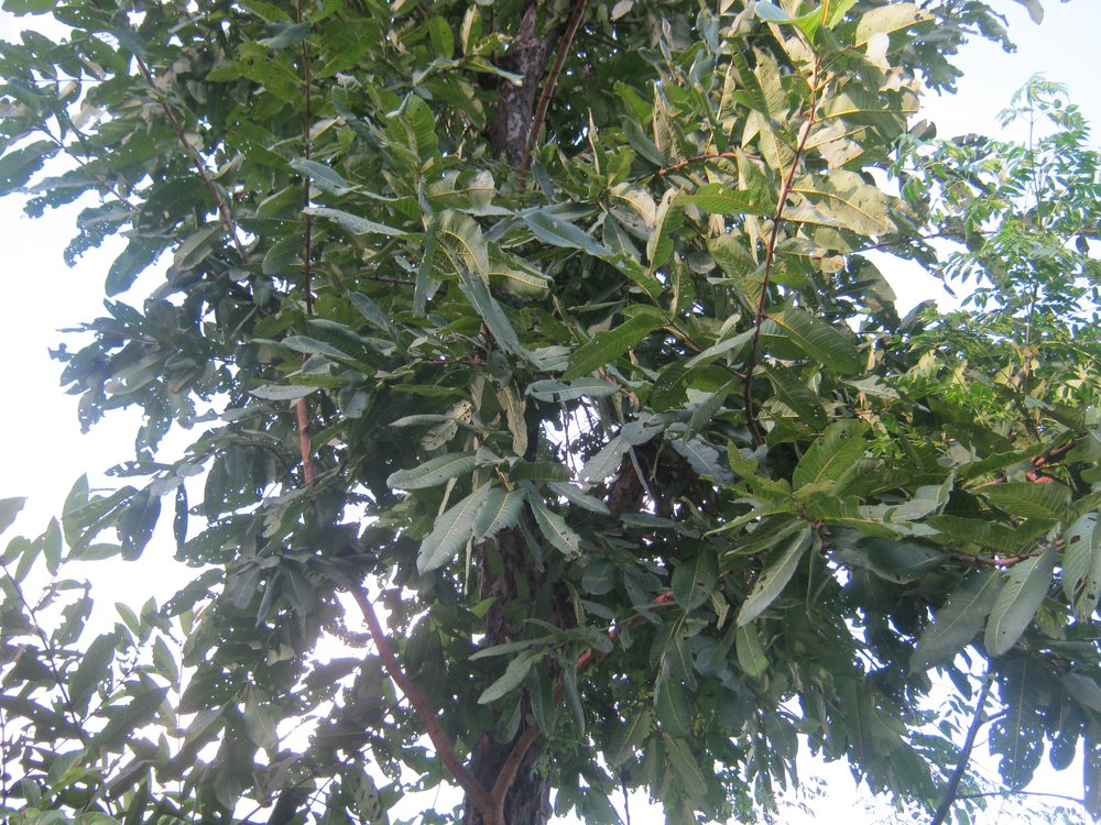 Terminalia alata
