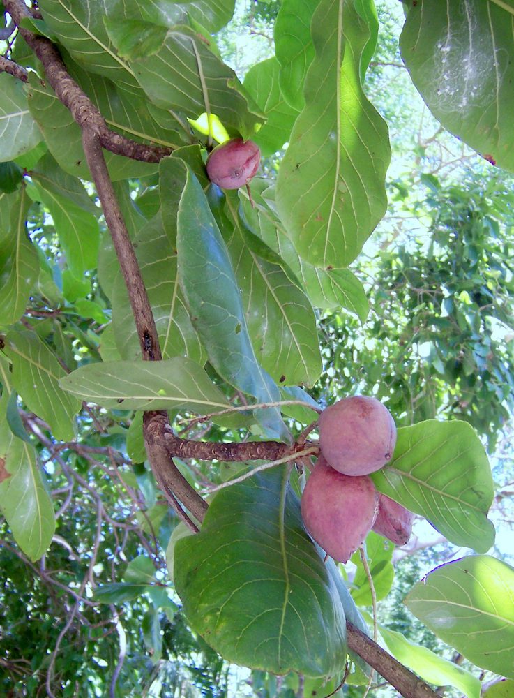 Indian Almond