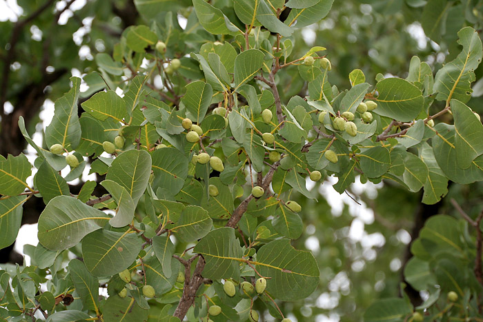 Terminalia pallida