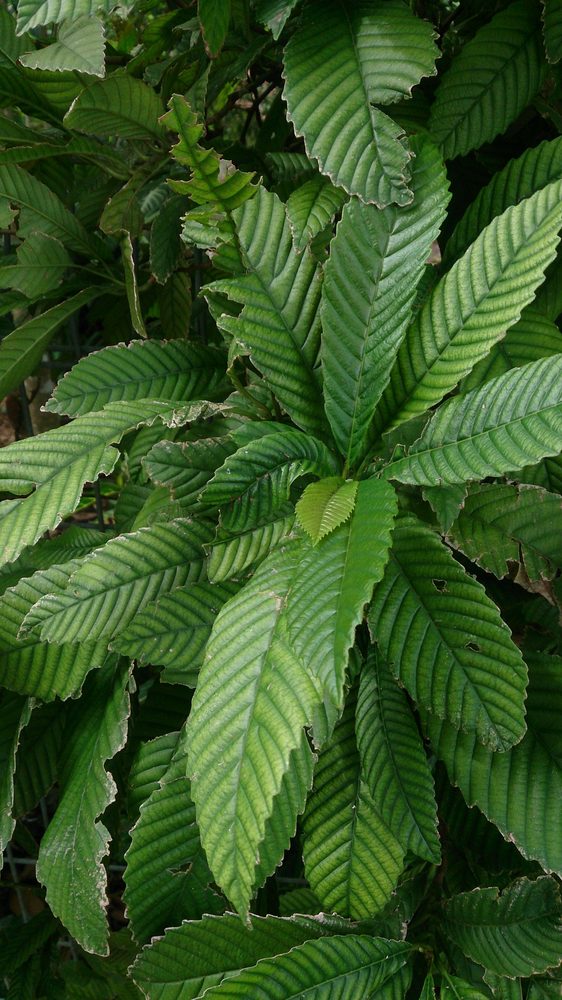 Tetracera sarmentosa