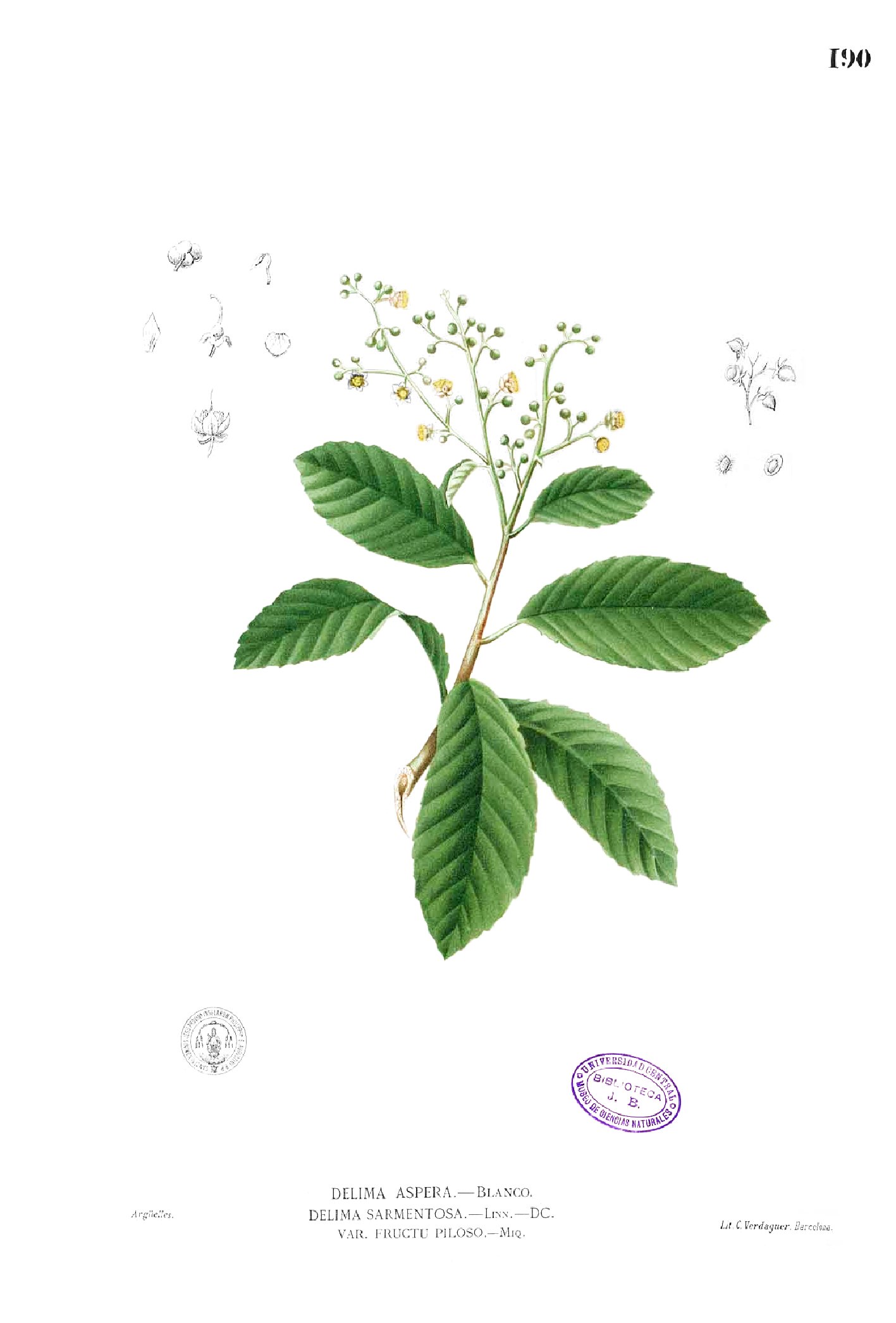 Tetracera scandens