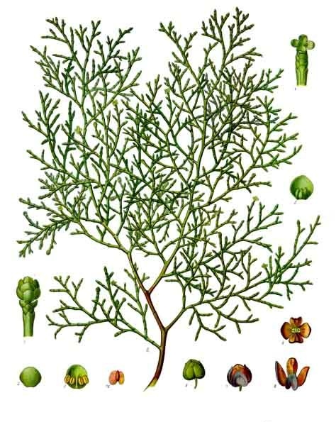 Arar Tree