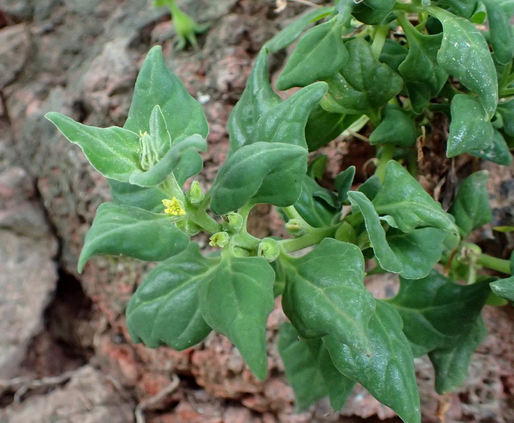 New Zealand Spinach