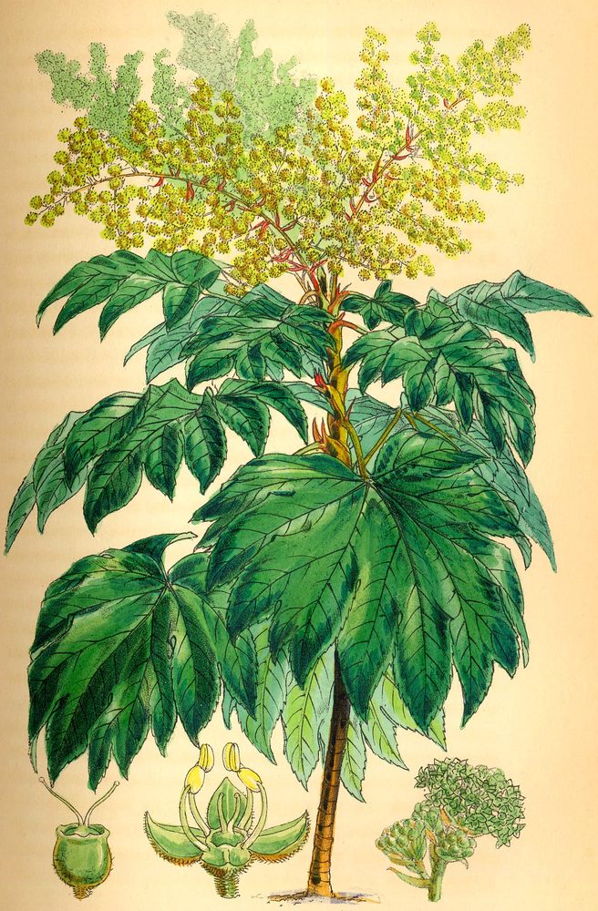 Rice Paper Tree