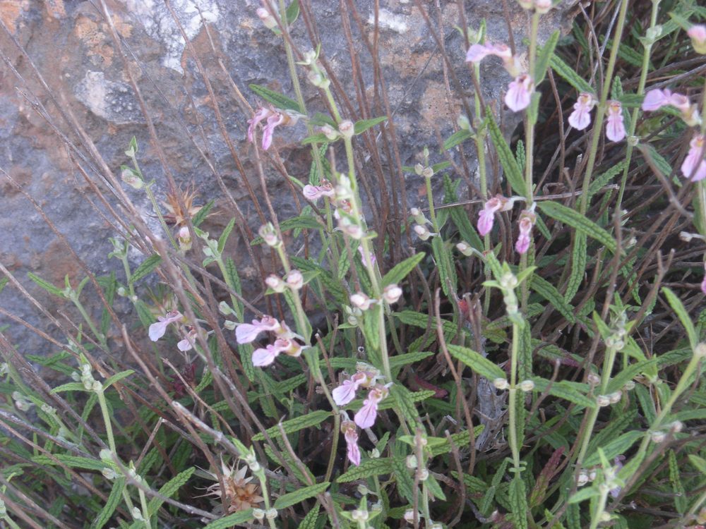 Teucrium asiaticum