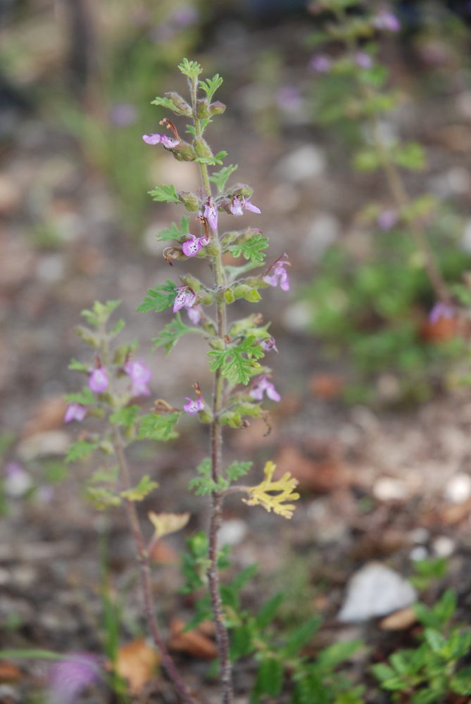 Field Germander
