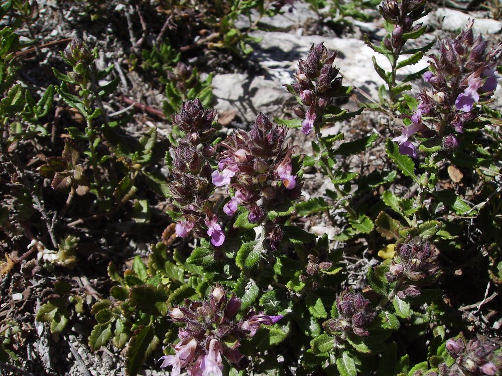 Wall Germander