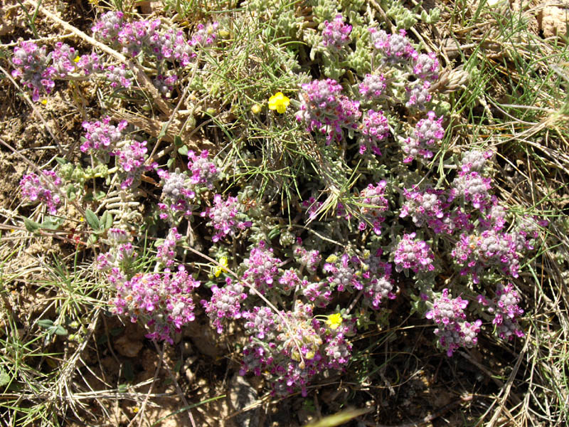 Iberian Germander