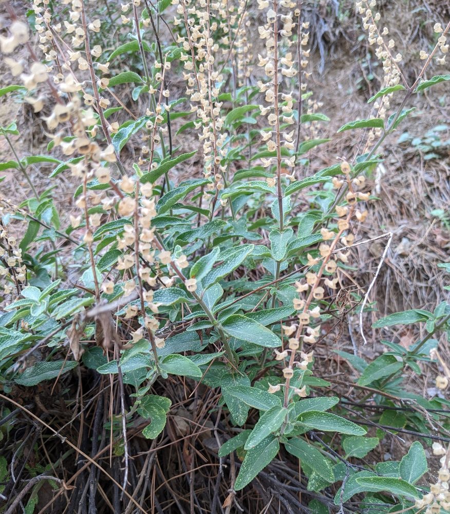 Stavros Kotschy's Germander