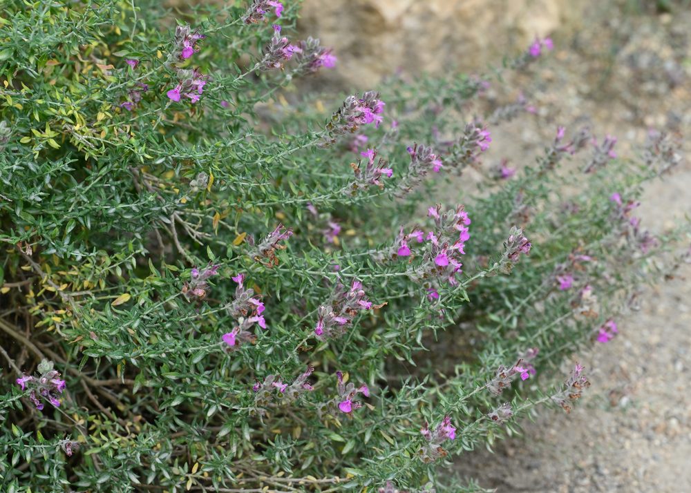 Cat Thyme