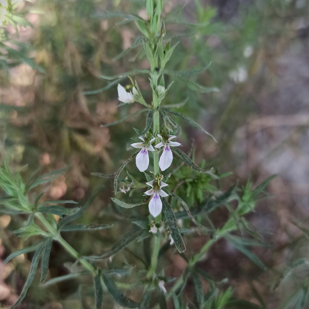 Small 'Cyprus' Germander