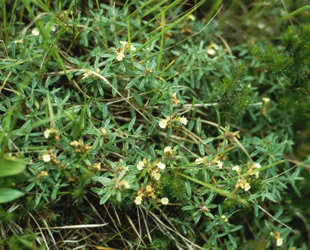 Mountain Germander