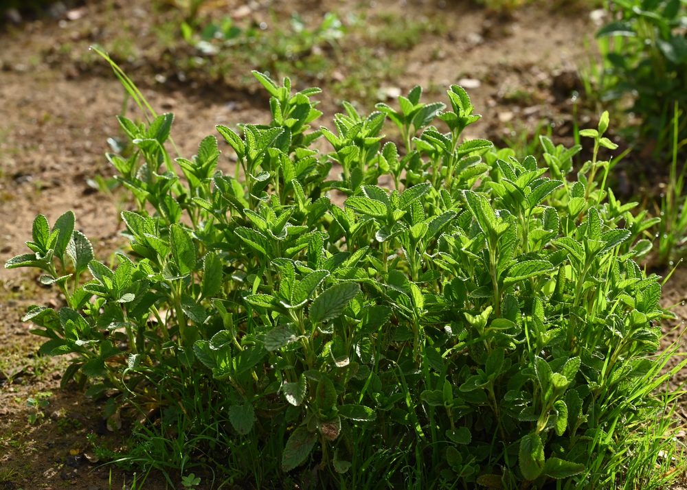 Teucrium oxylepis subsp. marianum