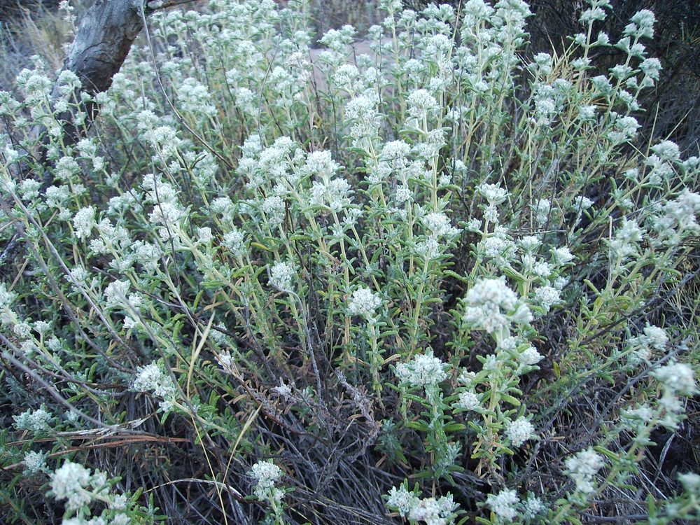 Golden Germander