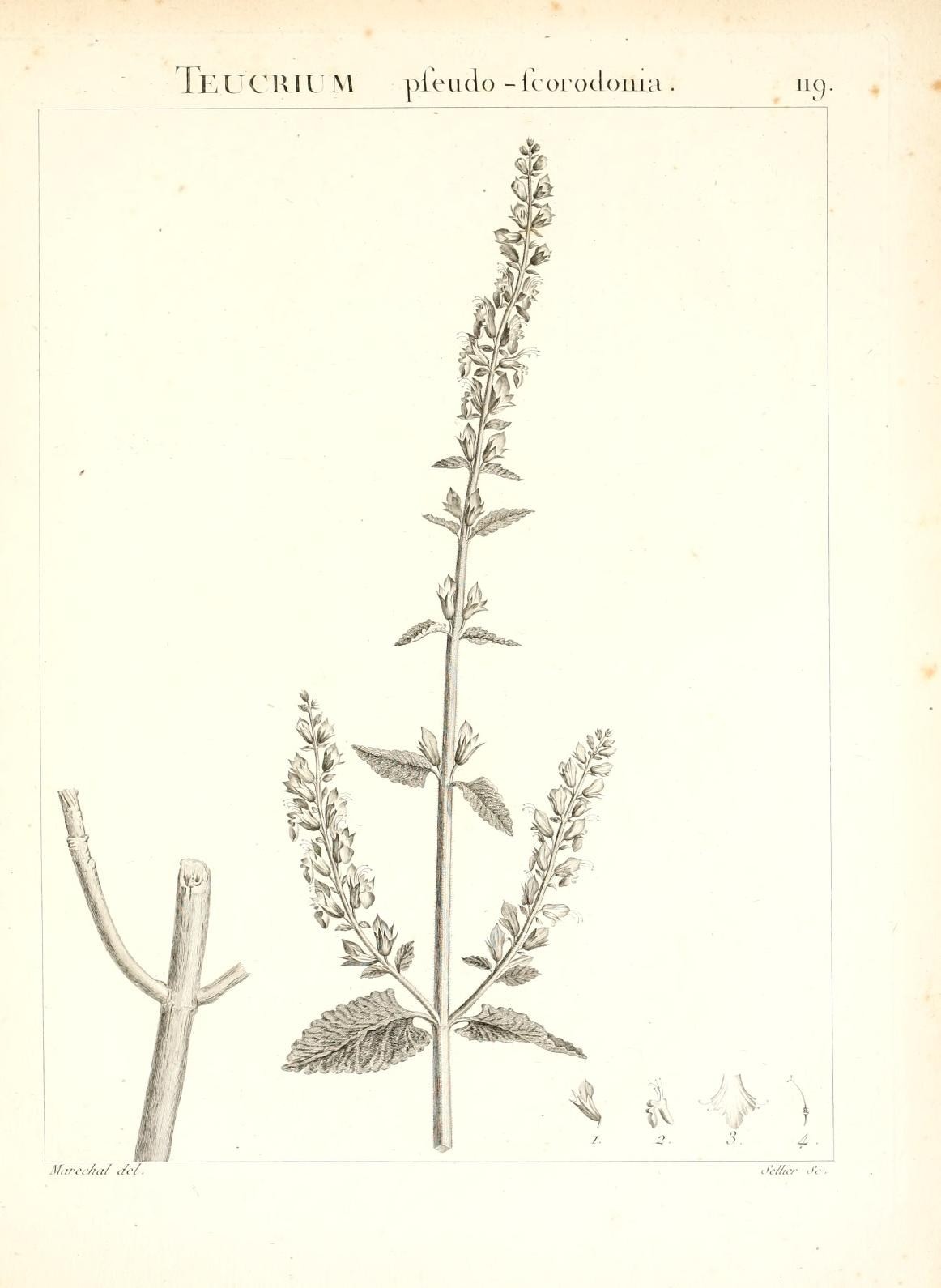 Teucrium pseudoscorodonia