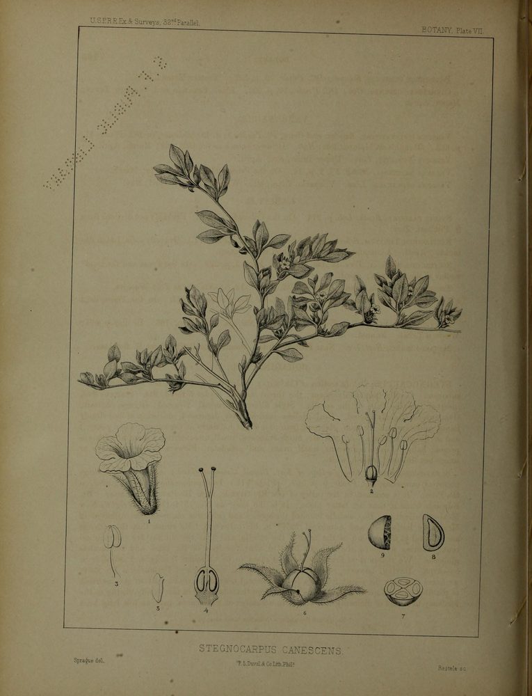 Teucrium salviastrum