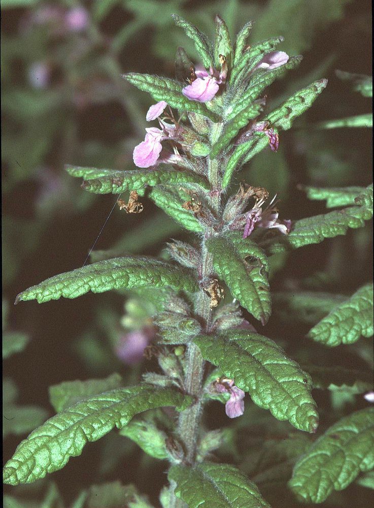 Water Germander