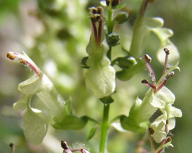 Germander