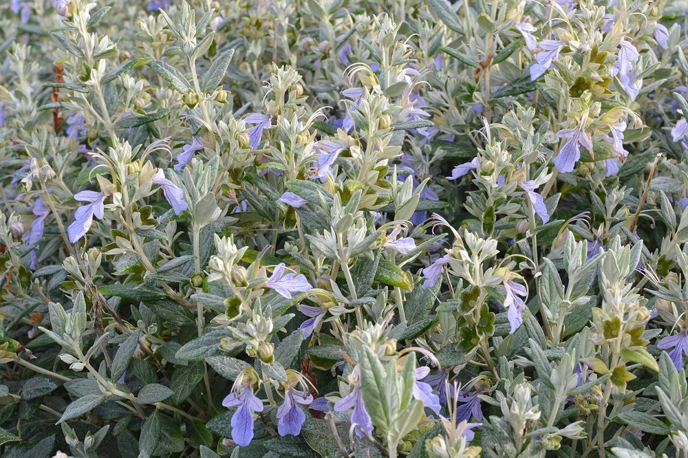 Germander
