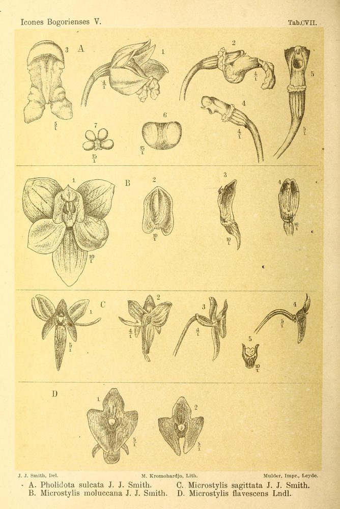 Teyleria koordersii