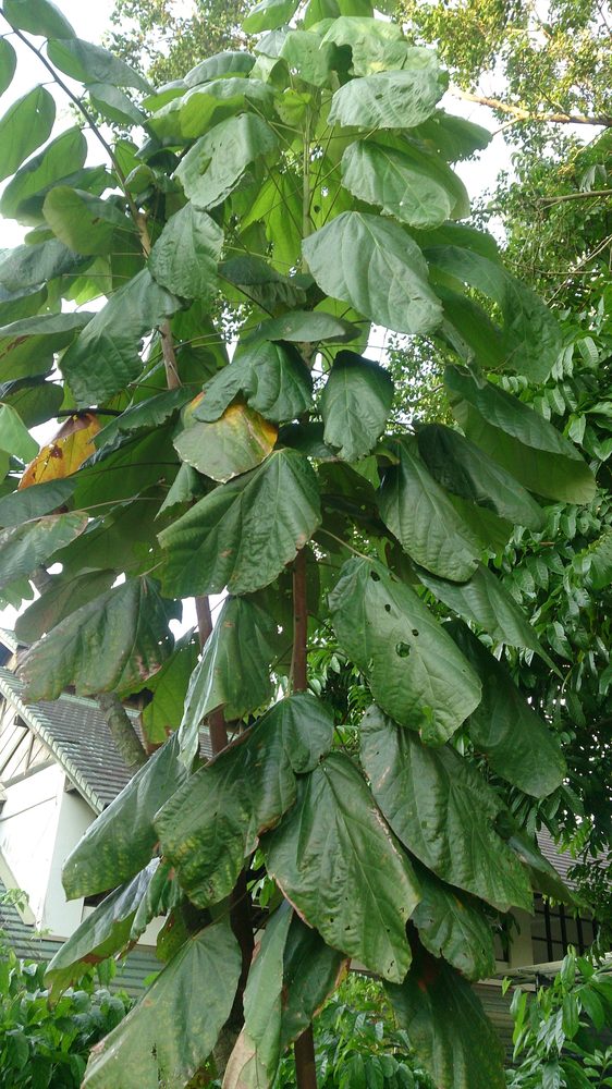 Nicaraguan Cacao