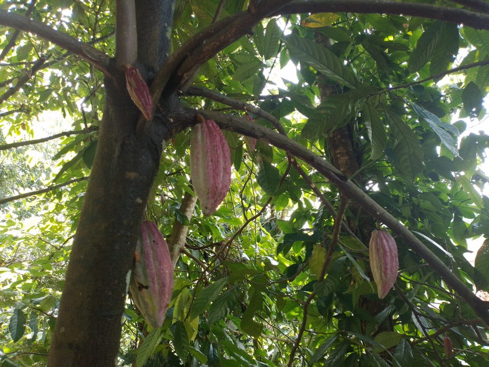 Cacao