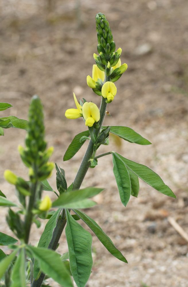 Thermopsis fabacea