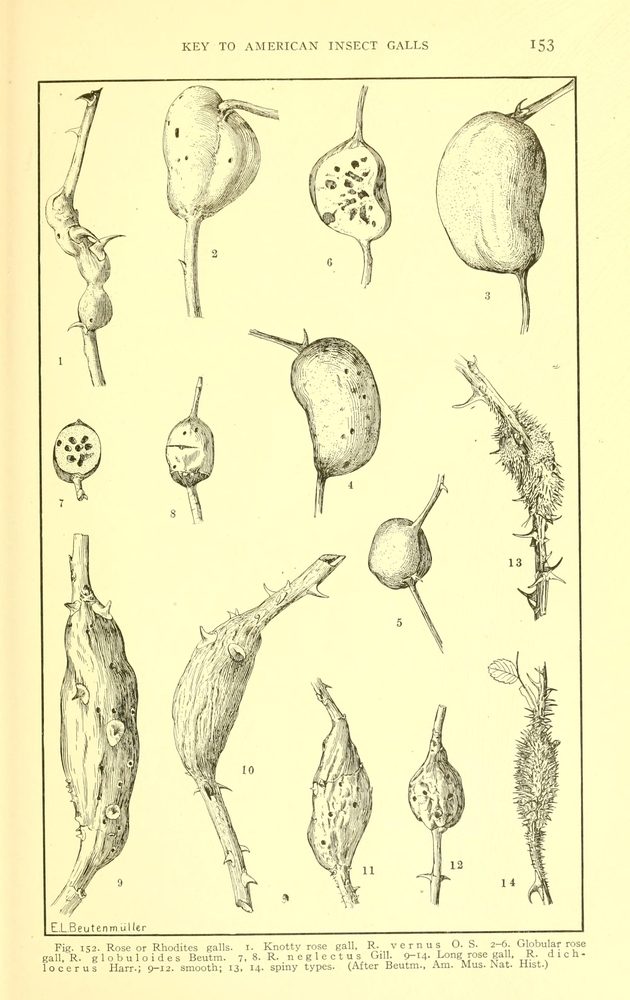 Thermopsis sp
