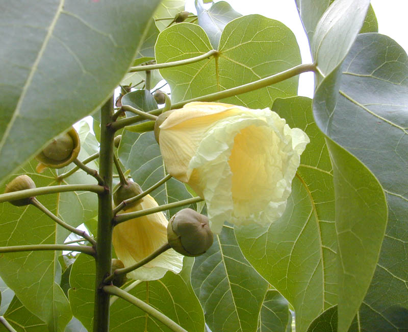 Indian tulip tree