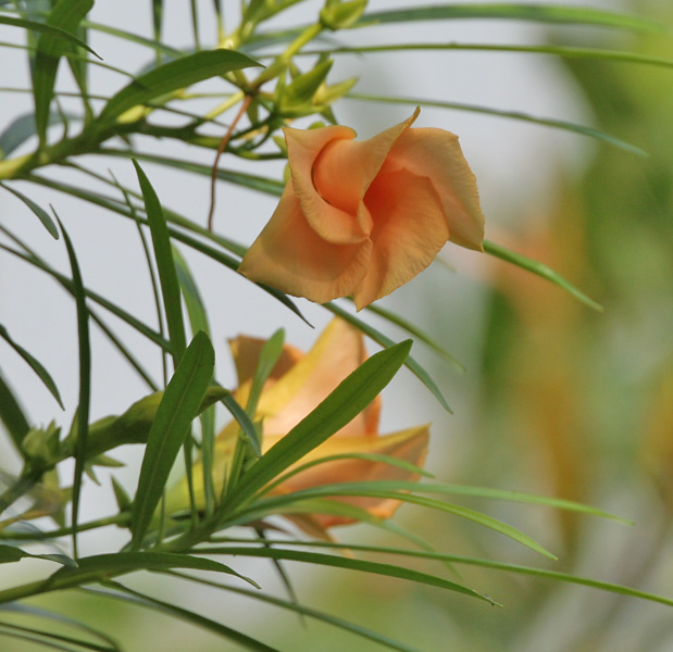 Yellow oleander