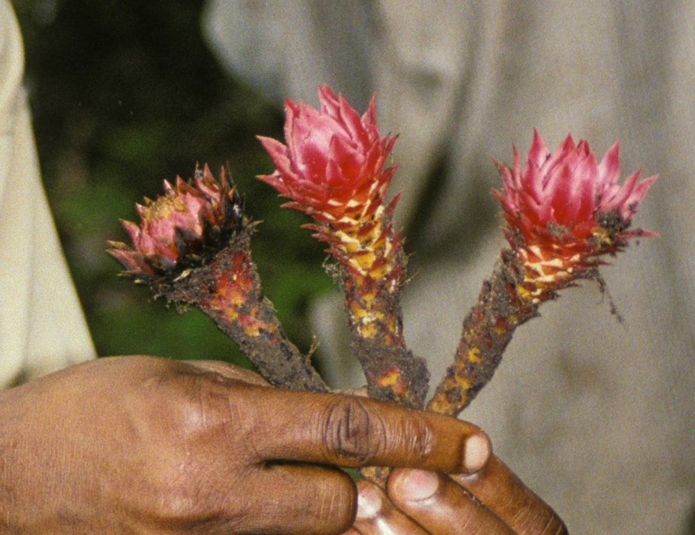 Thonningia sanguinea
