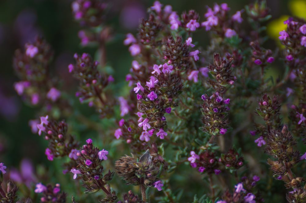 Moroccan Thyme