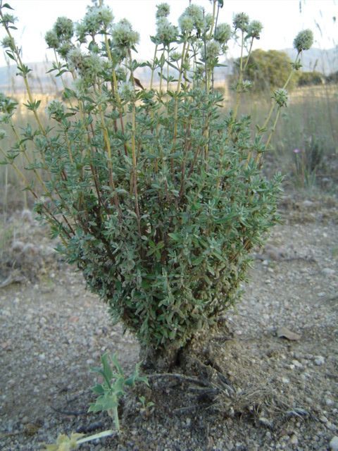 Spanish Marjoram