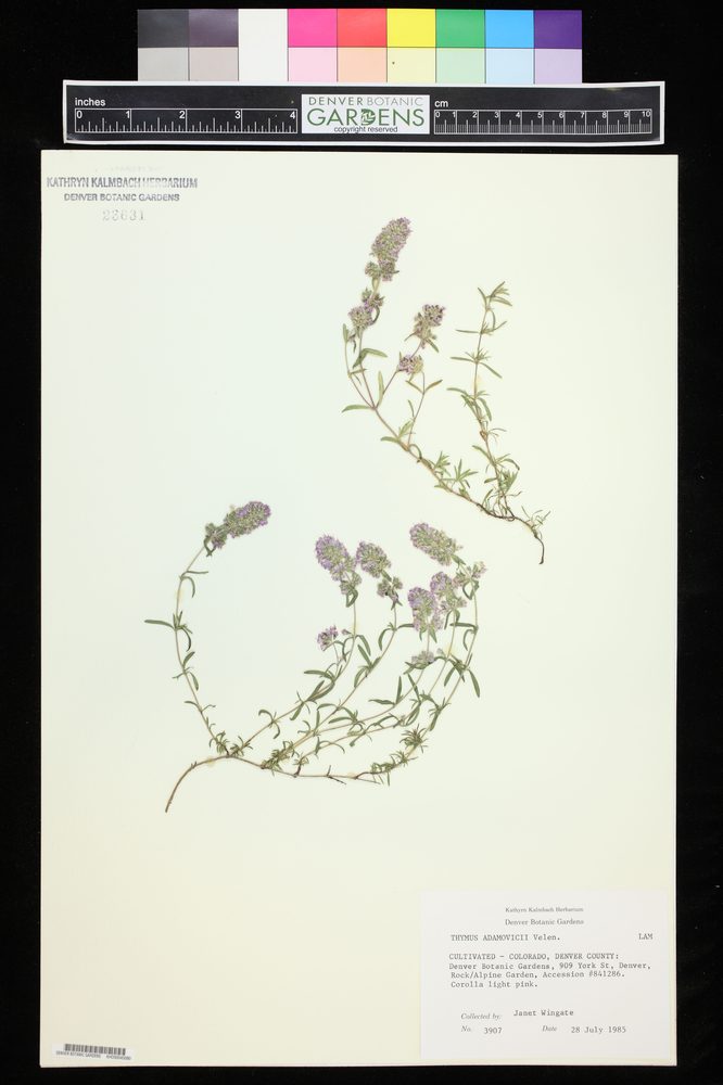 Orosped Thyme