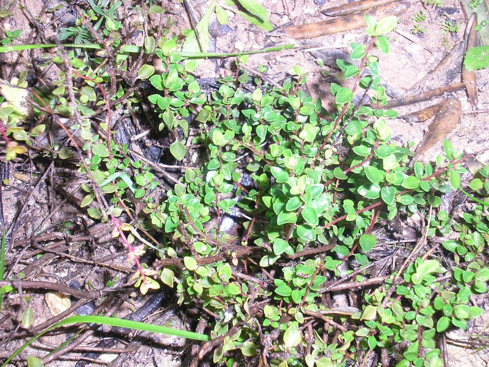 Thyme