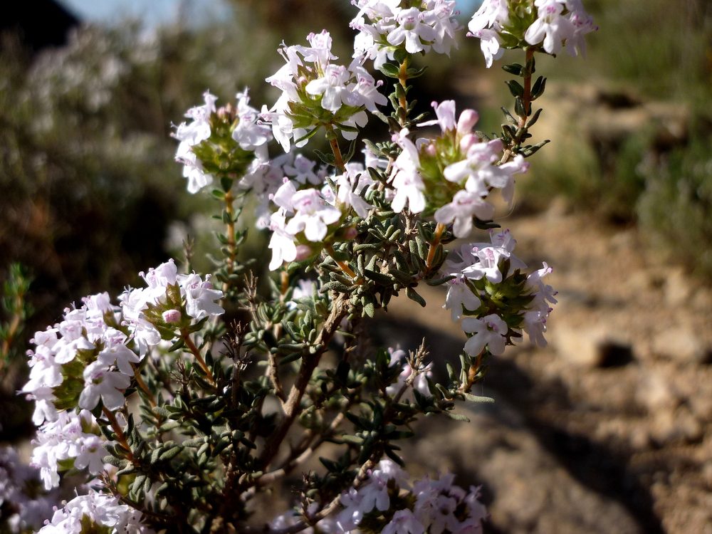 Common Thyme