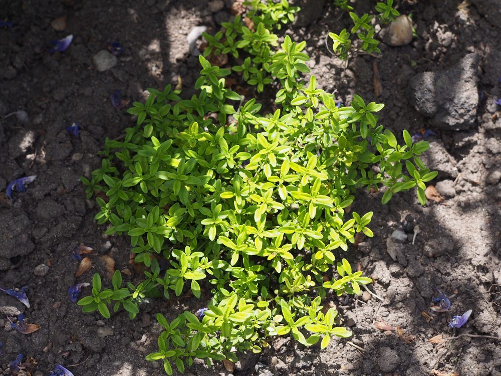 Funk's thyme