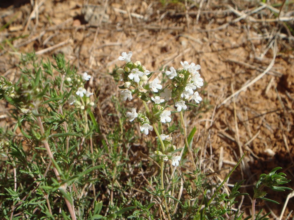 Spanish Thyme