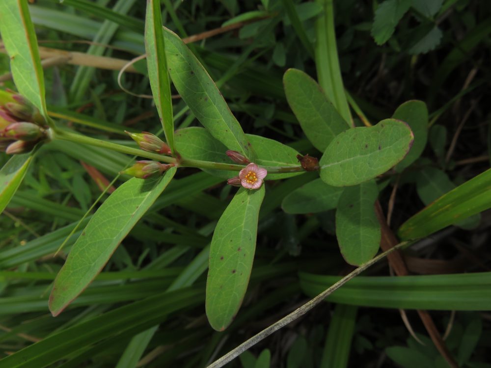 Triadenum japonicum