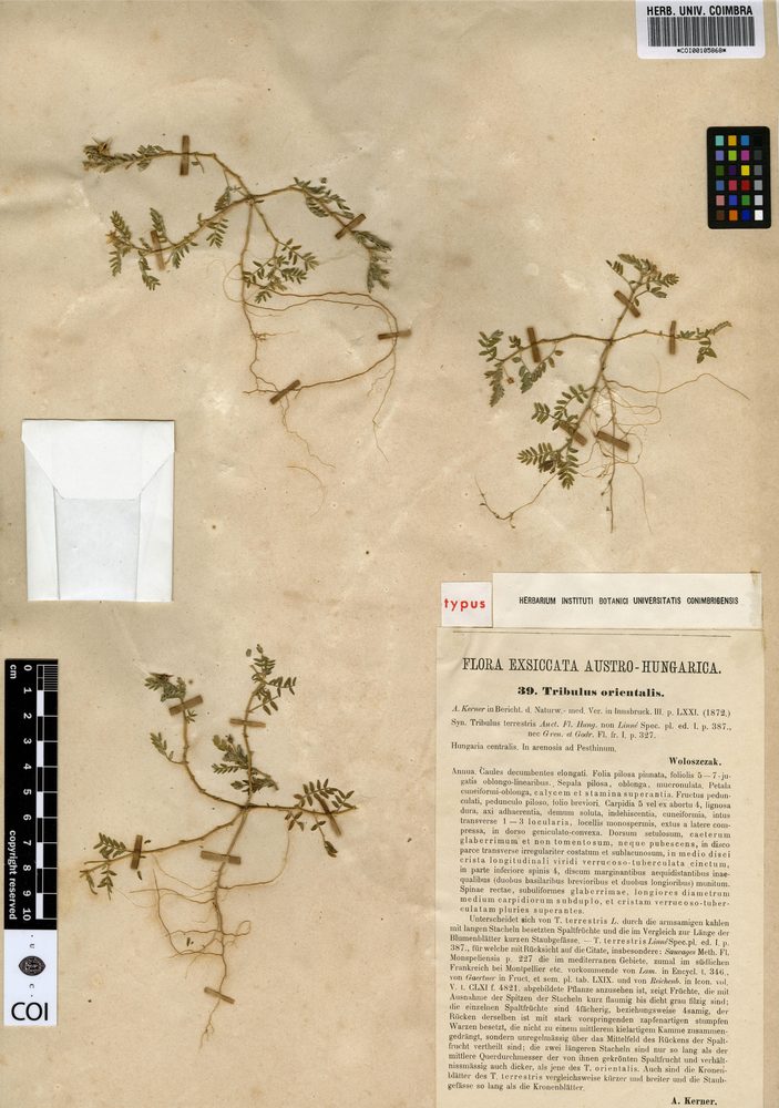 Puncture-vine