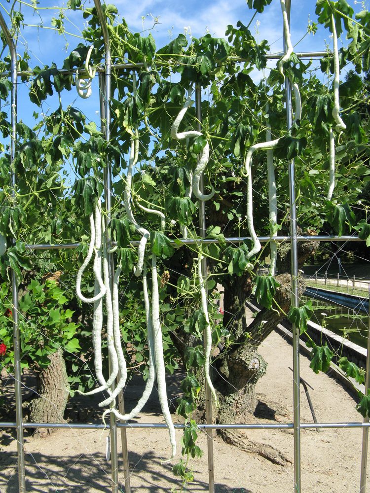 Snakegourd