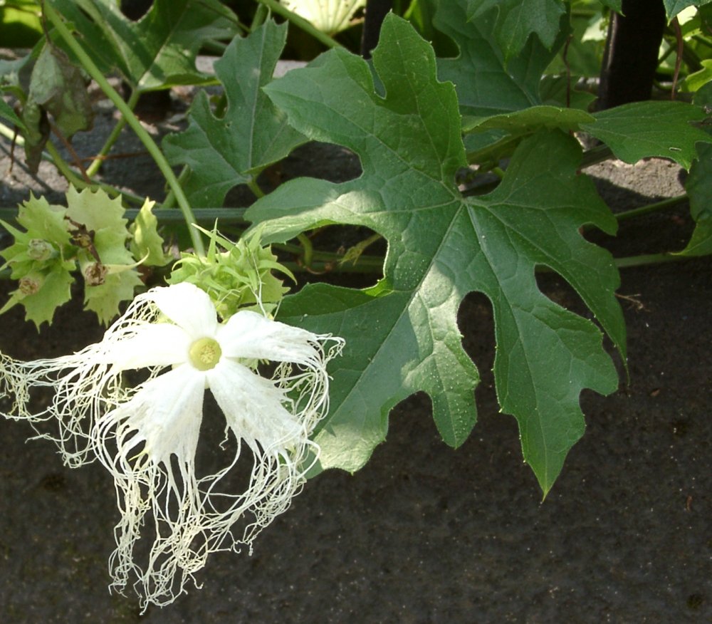 Chinese Cucumber