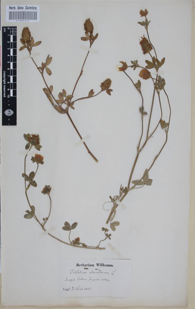 Trifolium alexandrinum