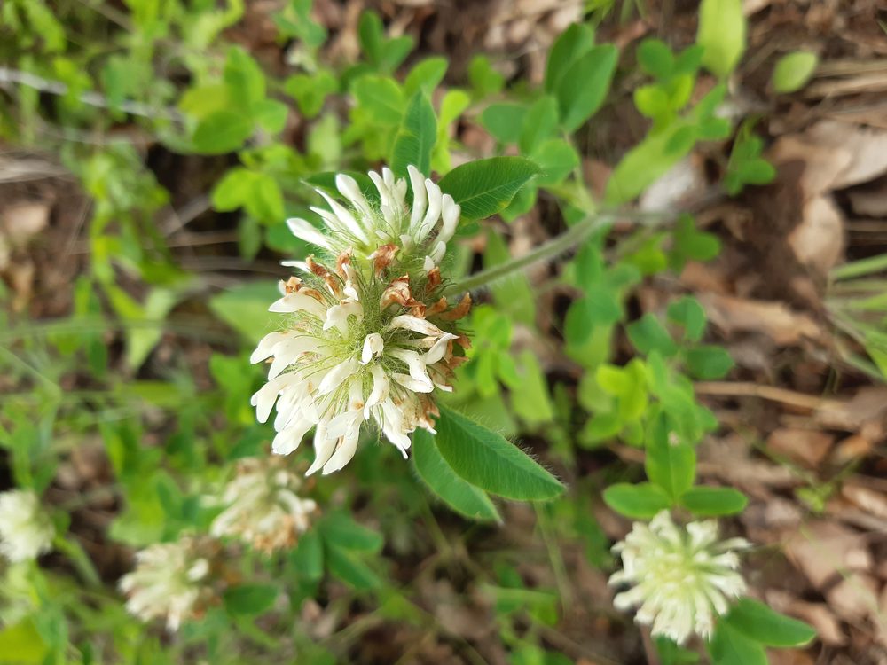 Trifolium brachycalycinum